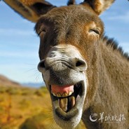 HELLO GUYS