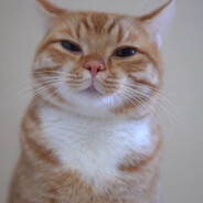 котика не трогать