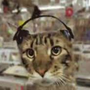Кот убийца