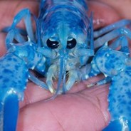 Blue lobster