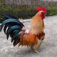 Ayam