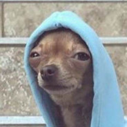 狗是好狗做人不行