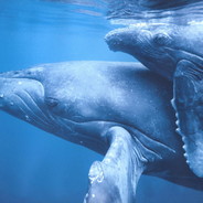 baby whale <3