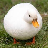 󠀡󠀡　⁧⁧fatduck