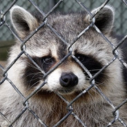 sad raccoon