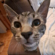 Yo