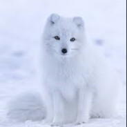 FOXY