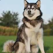 AlaskanMalamute