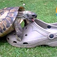 WonderingTurtle