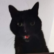EL CAT CHINO