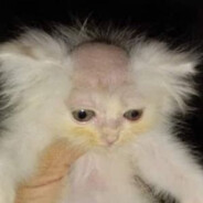 Pussy Halapenio