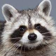 Trash Panda