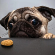 wuf