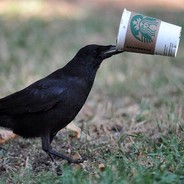Cawfee