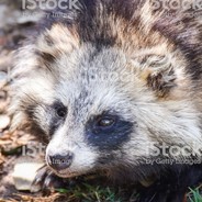 Tanuki