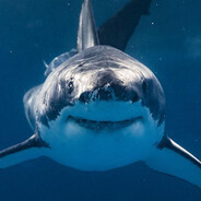 Sealteam shark