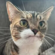 Mittins