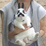 Jivbunny