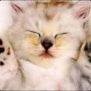 MeowPisicaVesela csgolive.com