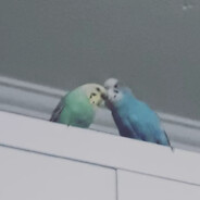🕊BIRD🕊