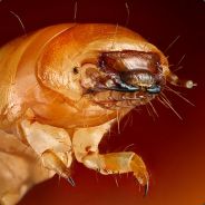 mealworm