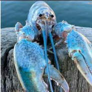 RybciaPypcia