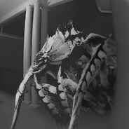 掠食追踪虫