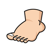 Foot
