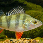 Sampelgo