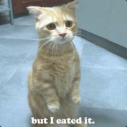 BOT Newbie