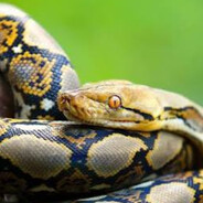 qtpython