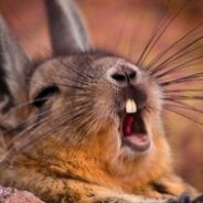 Giep