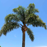 PalmTreeHero