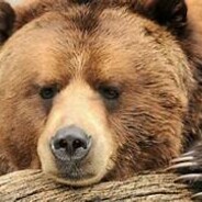 <BigBear<