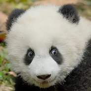 PandaMoni