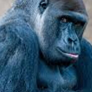 ᴸᴱ gorillaツ