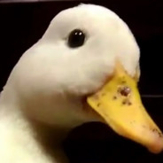 quack