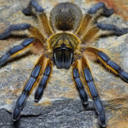 Spooder
