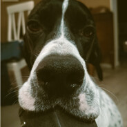 Pooch