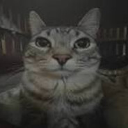 KittyCatRawr