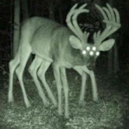 cloaked deer