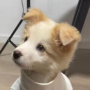 taro