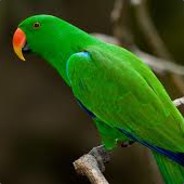 Birb