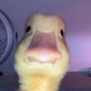 el pato