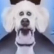 Cachorro
