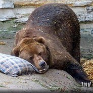 Sleepy_Bear