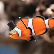 Fancy Fish