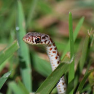 Snake In The Grass