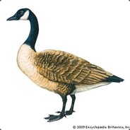 CanadianGoose