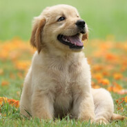 DarwinTheDog